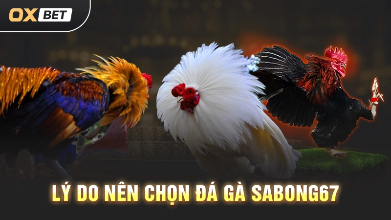 Đá Gà Sabong67 - Những Cuộc Chiến Không Khoan Nhượng 2 lý do nên chọn đá gà sabong67
