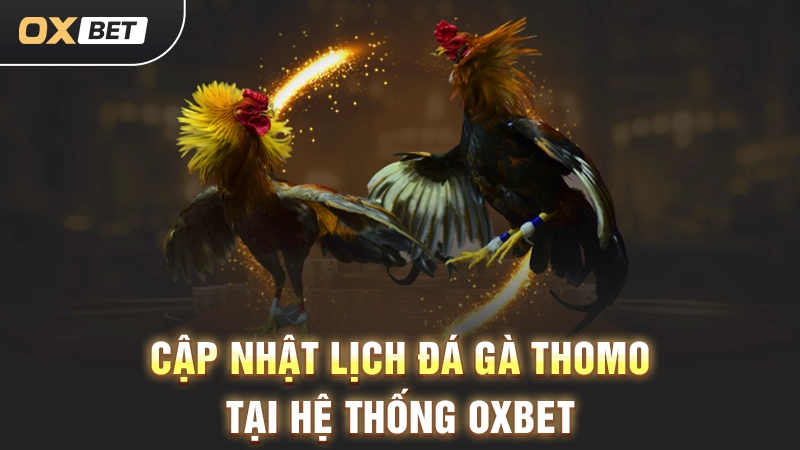 Lịch Đá Gà Thomo OXBET - Cập Nhật Các Trận Đấu Nhanh Chóng 2 Cập nhật lịch đá gà Thomo tại hệ thống OXBET
