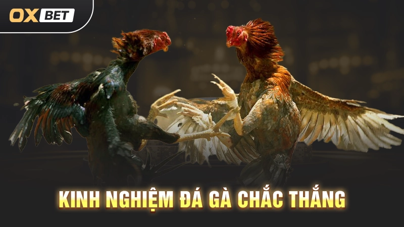 Đá Gà Sabong67 - Những Cuộc Chiến Không Khoan Nhượng 3 Kinh nghiệm đá gà chắc thắng