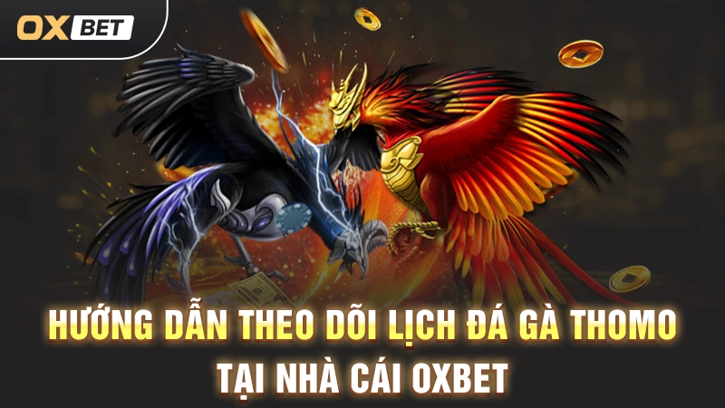 Lịch Đá Gà Thomo OXBET - Cập Nhật Các Trận Đấu Nhanh Chóng 3 Hướng dẫn theo dõi lịch đá gà Thomo tại nhà cái OXBET